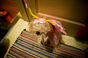 Peanut And Halloween 2